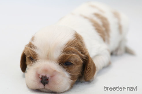 成約済の神奈川県のキャバリアキングチャールズスパニエル-369831の3枚目